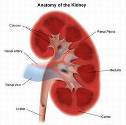 Anatomy of the Kidney