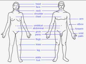 External Body Features