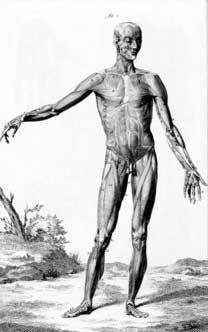 Human Anatomy