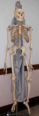 Human Skeleton