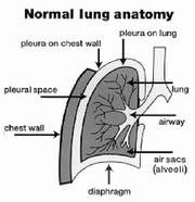 Lung Anatomy