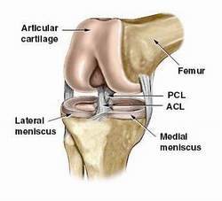 anterior cruciate ligament